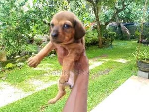 Dachshund Puppies