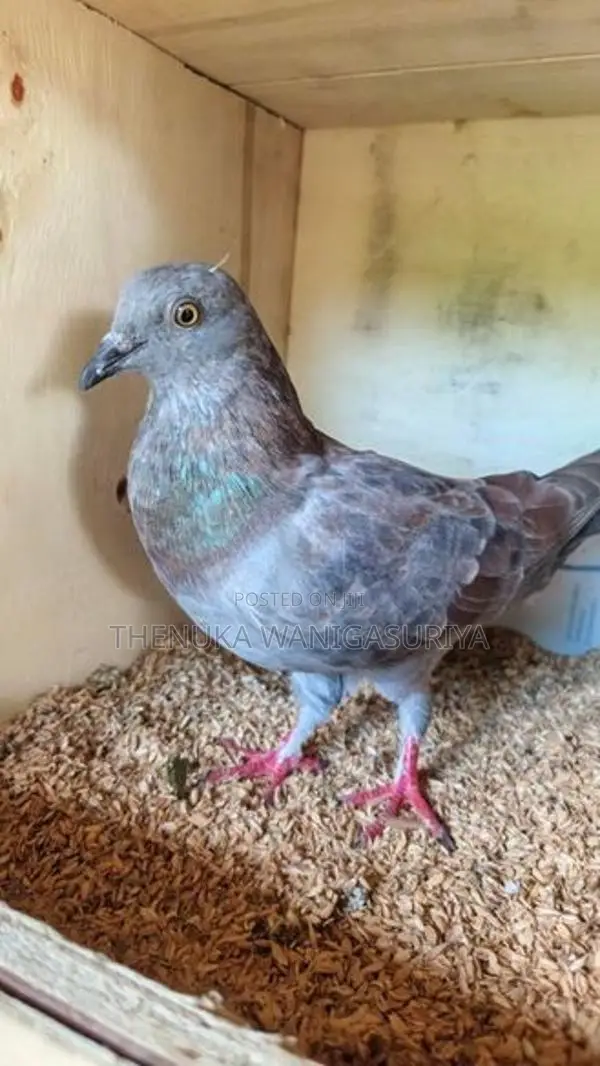 Pigeons