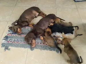 Dachshund Puppies