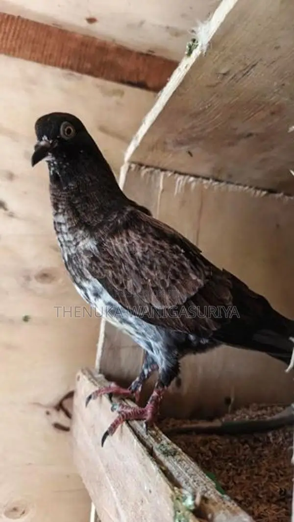 Pigeons