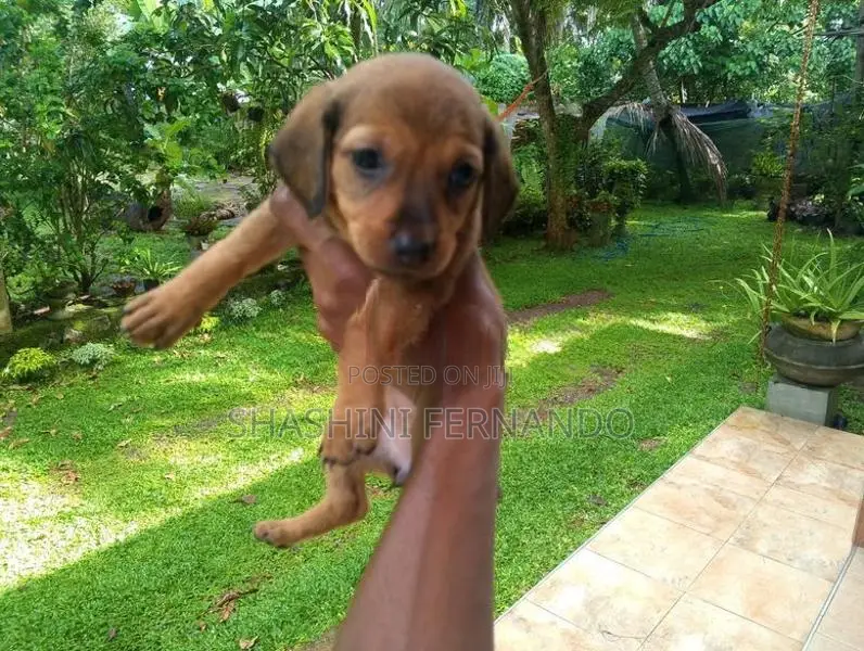Dachshund Puppies