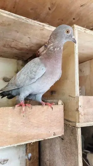 Pigeons