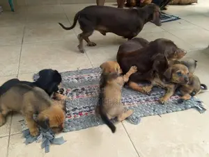 Dachshund Puppies