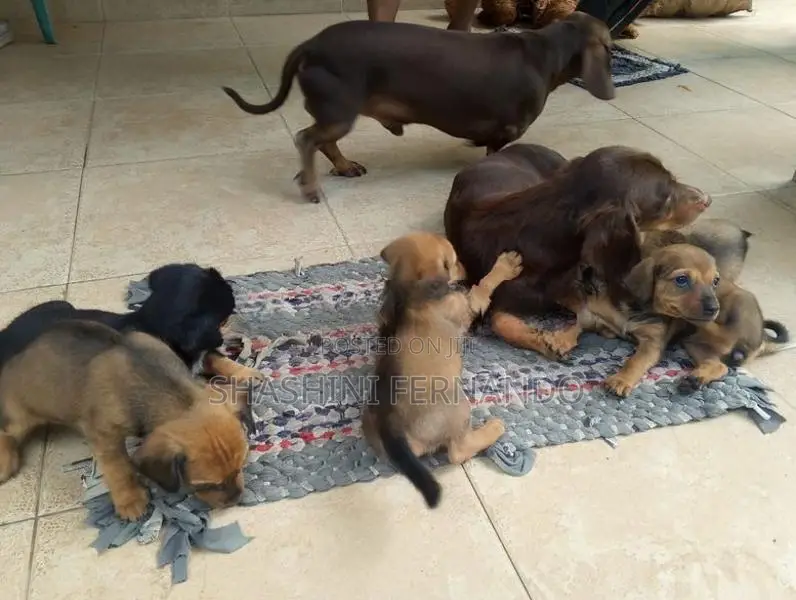 Dachshund Puppies