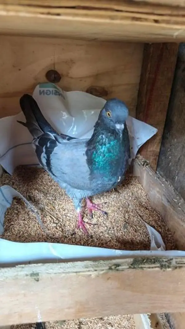 Pigeons