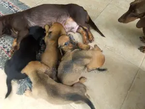 Dachshund Puppies