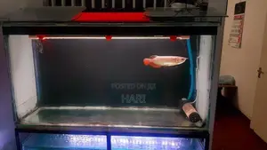Arowana Fish with Tank