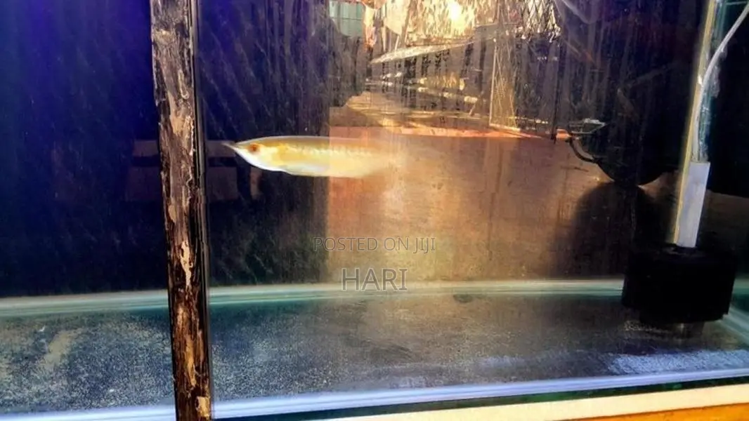 Arowana Fish with Tank