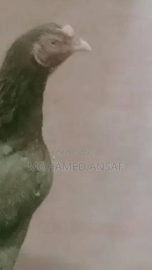 Rooster