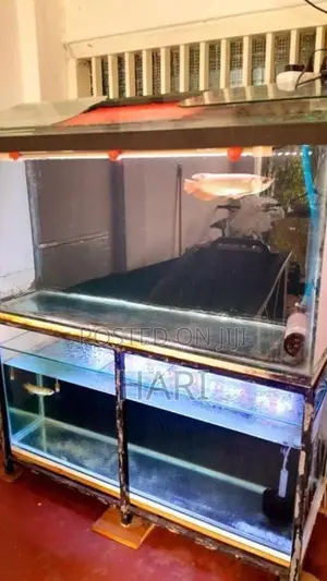 Arowana Fish with Tank