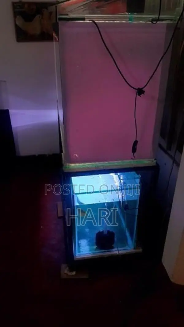 Arowana Fish with Tank