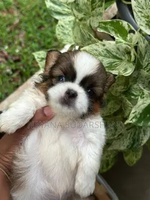Shih Tzu Puppy