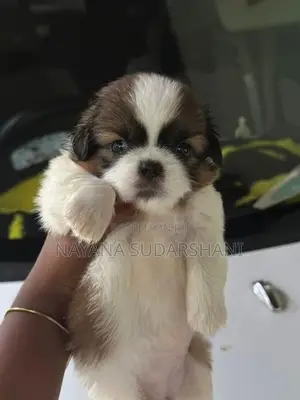 Shih Tzu Puppy