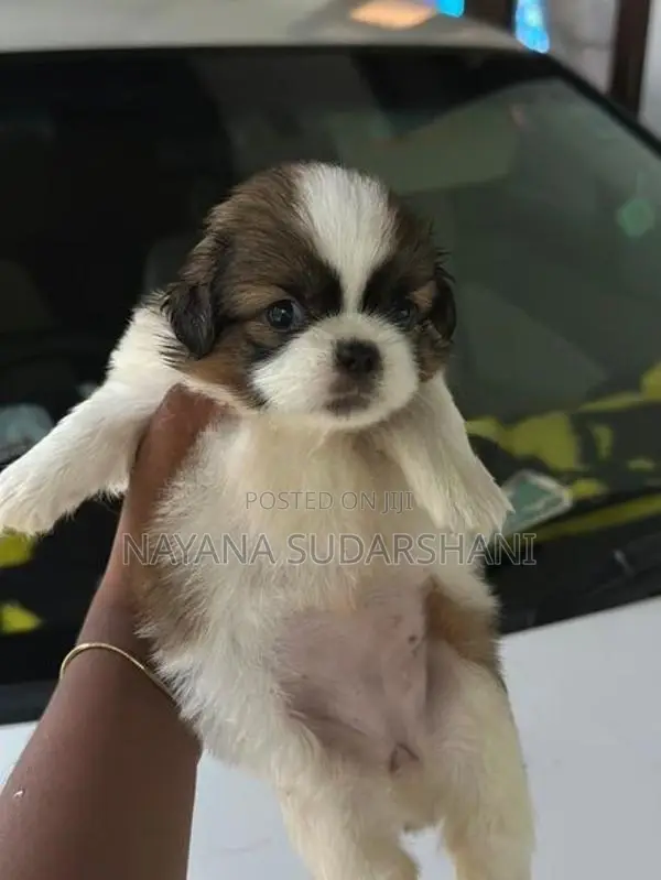Shih Tzu Puppy