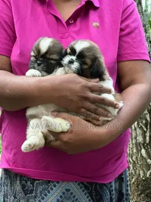Shih Tzu Puppy