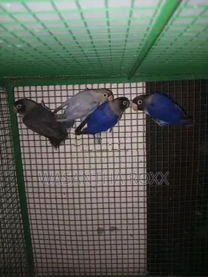 African Love Birds