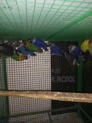 African Love Birds