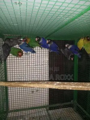 African Love Birds