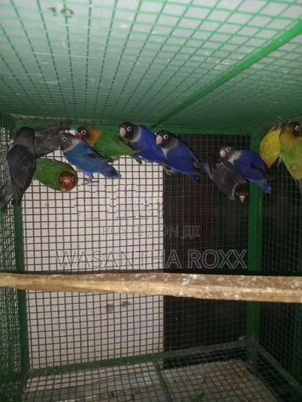 African Love Birds