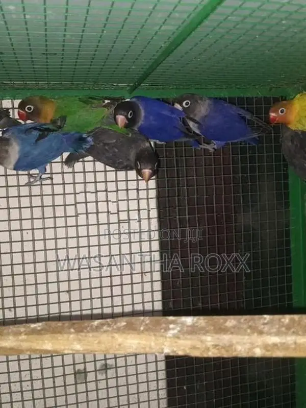 African Love Birds