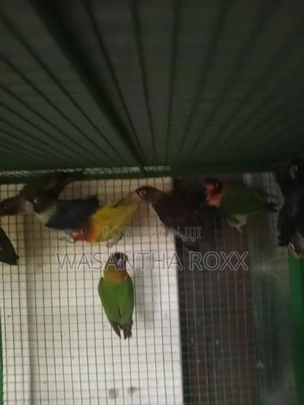African Love Birds