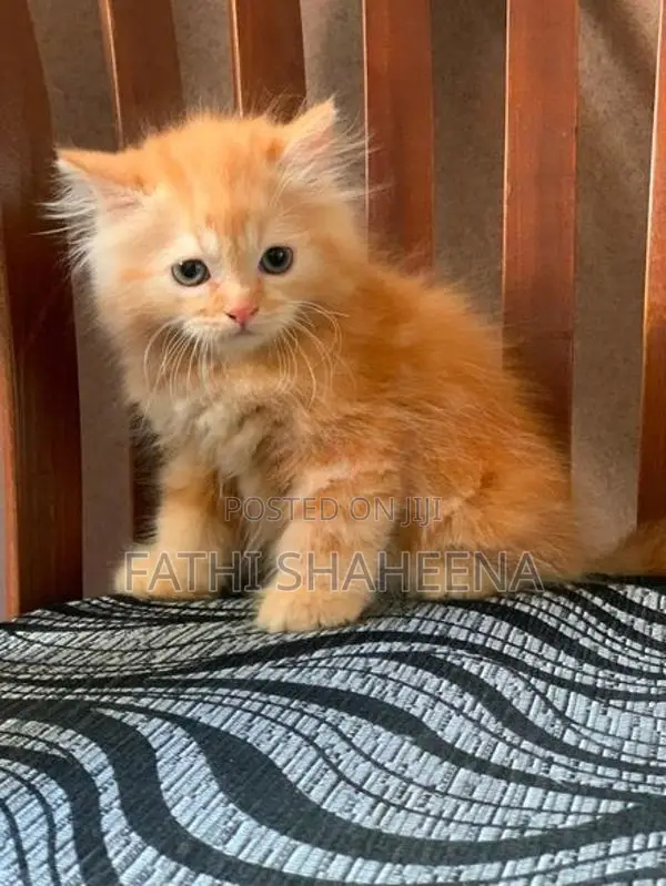 Persian ginger cat