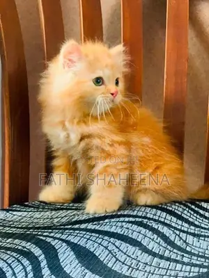 Persian ginger cat