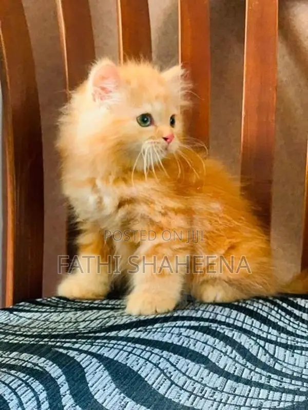 Persian ginger cat