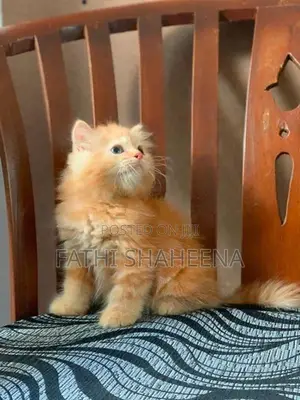 Persian ginger cat