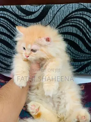 Persian ginger cat