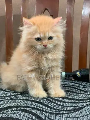 Persian ginger cat
