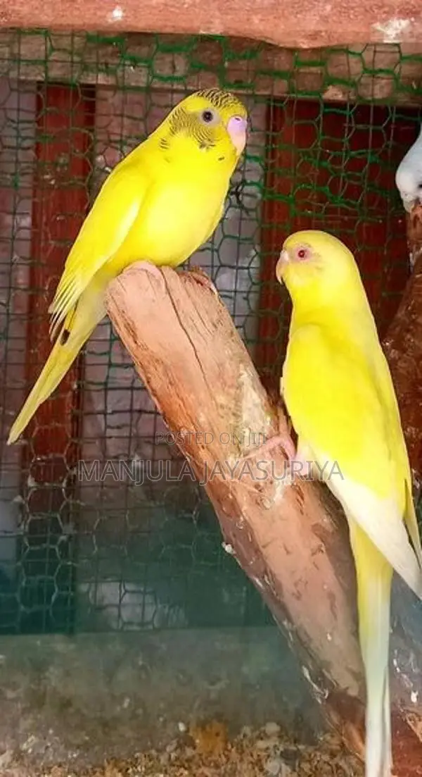 Love Birds