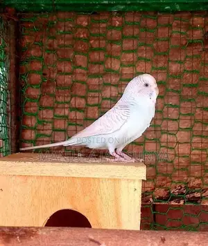 Love Birds