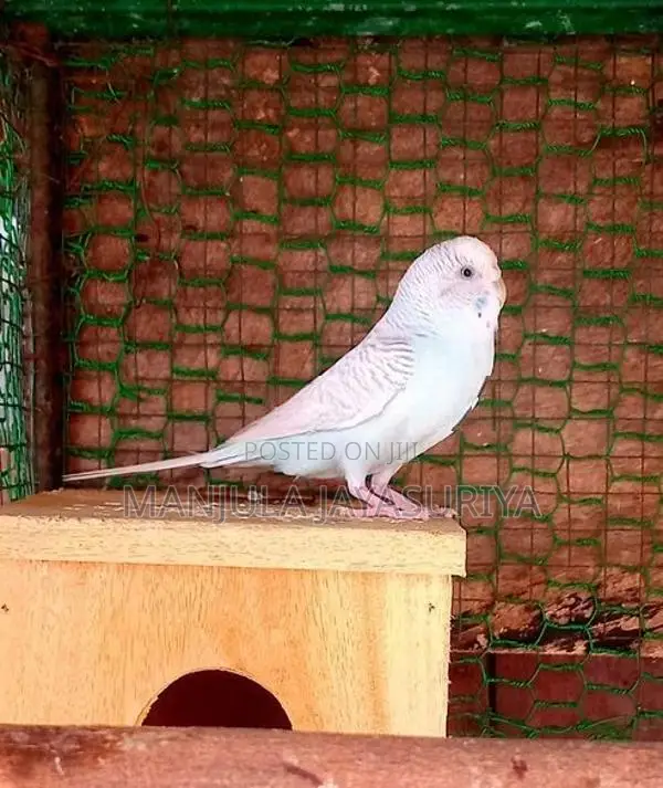 Love Birds