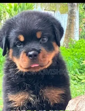 Rottweiler Puppies
