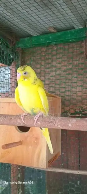 Love Birds