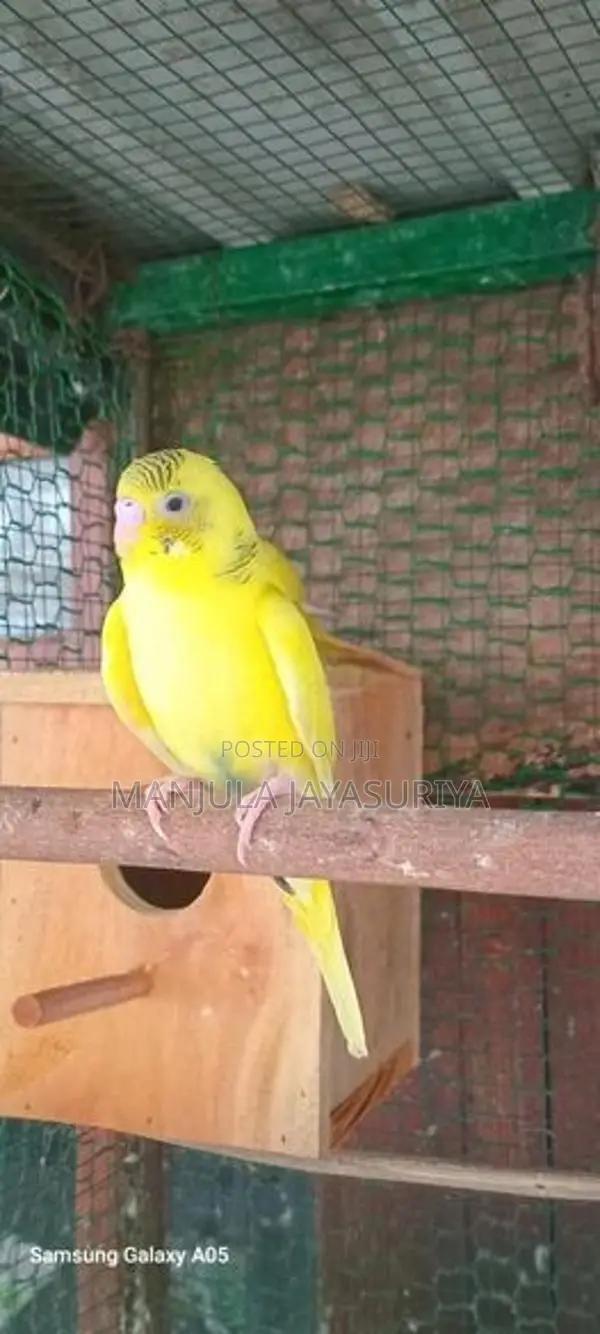 Love Birds
