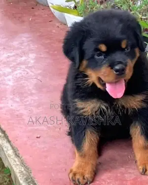 Rottweiler Puppies