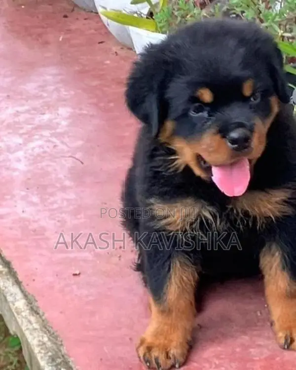 Rottweiler Puppies