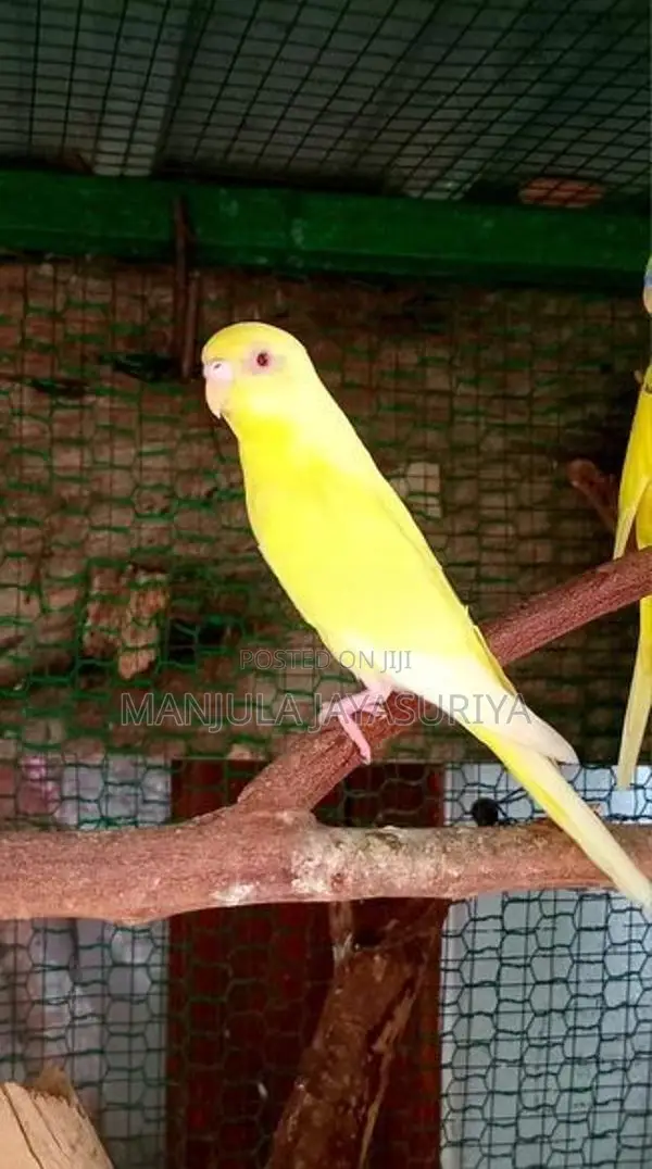 Love Birds