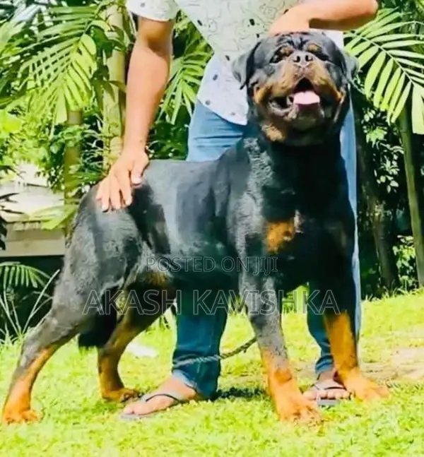 Rottweiler Puppies