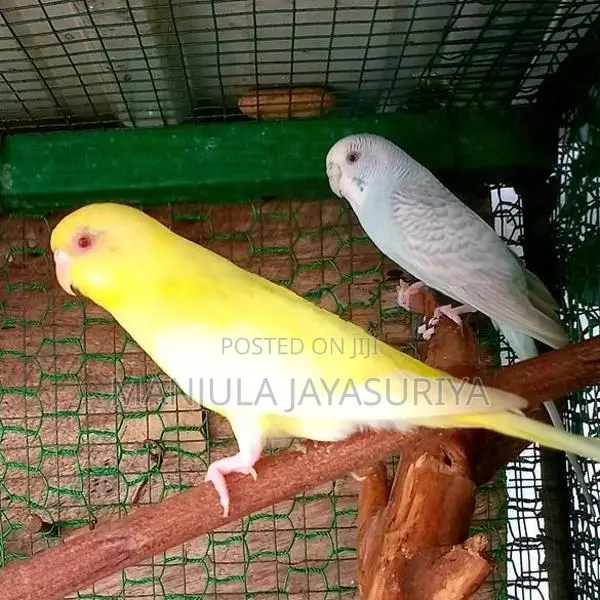 Love Birds