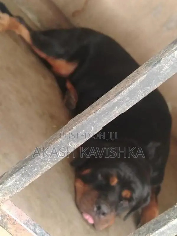 Rottweiler Puppies