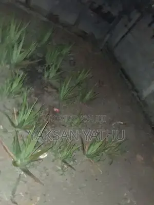 கற்றாழை செடி