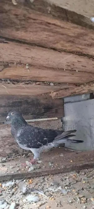 Racing Homer Pigeon