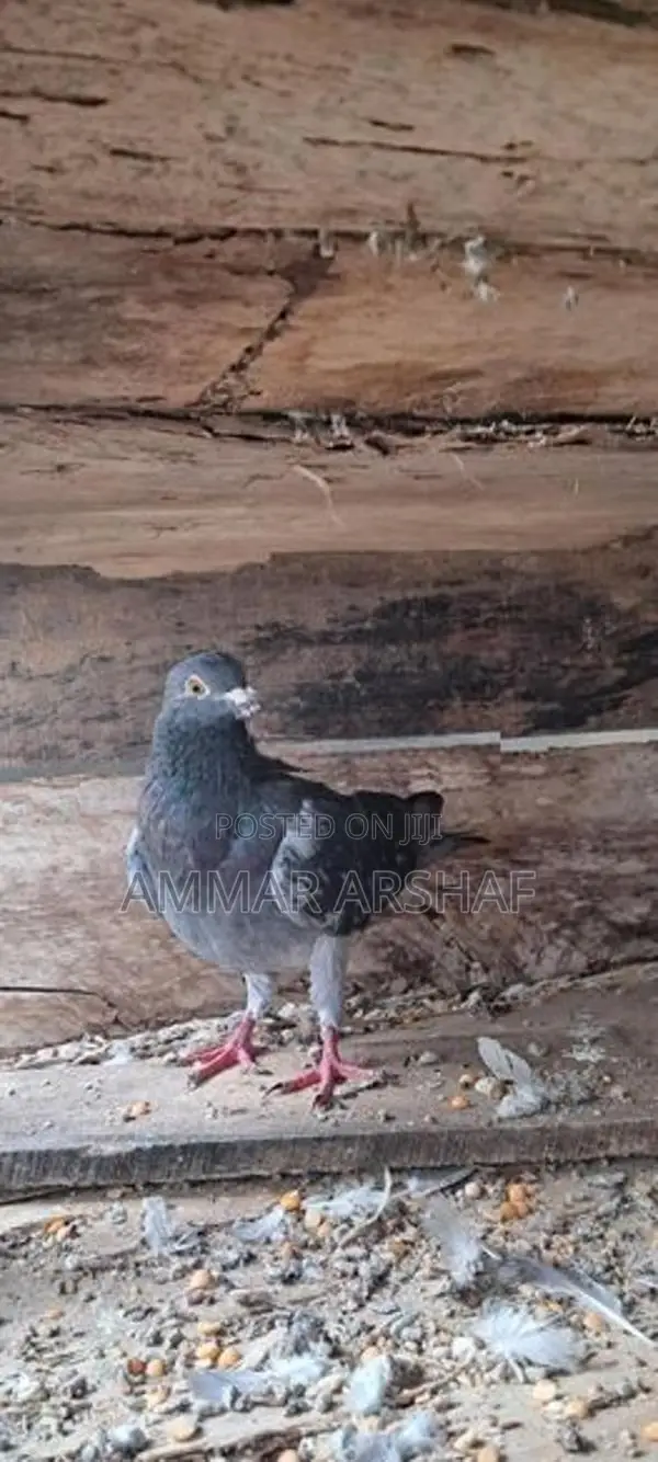 Racing Homer Pigeon