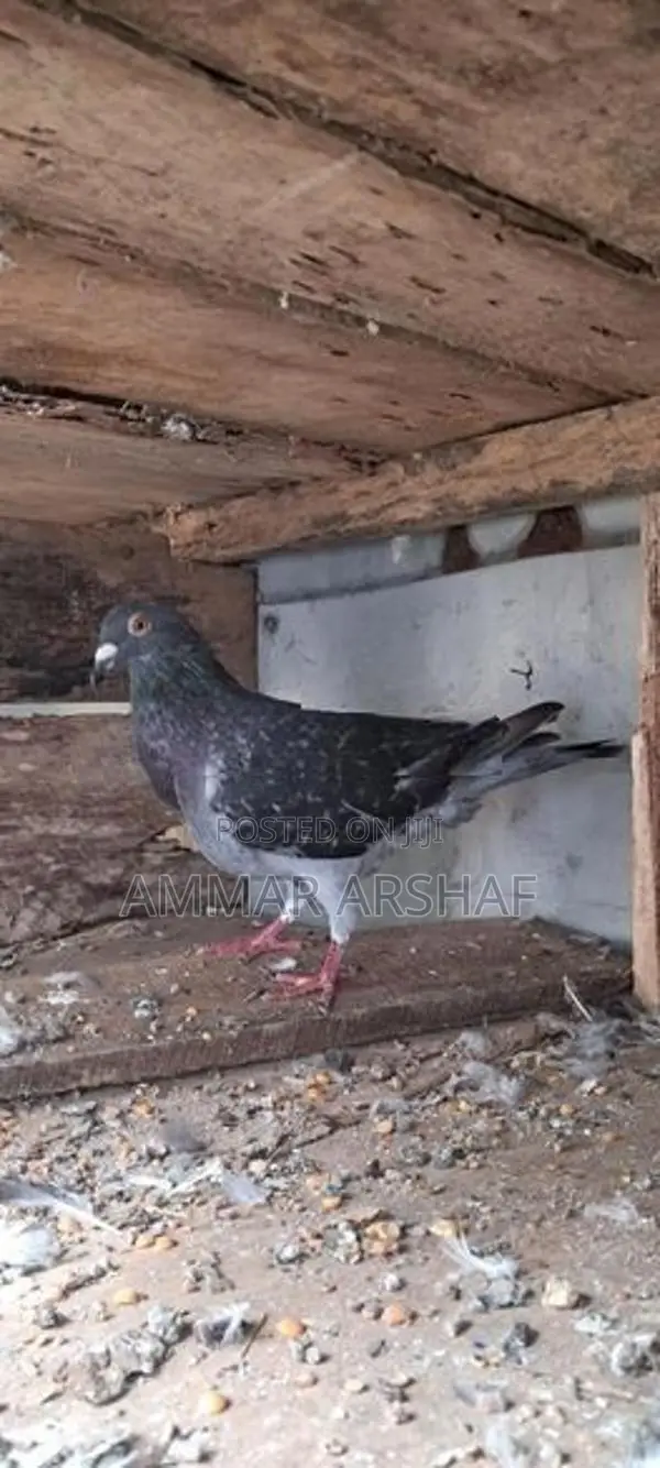 Racing Homer Pigeon