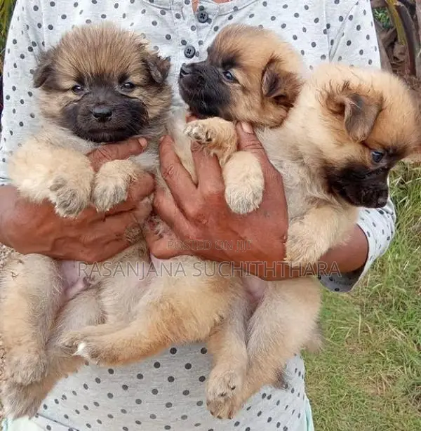 Lion Pomeranian Puppies