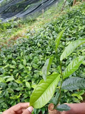 තේ පැළ | Tea Plants