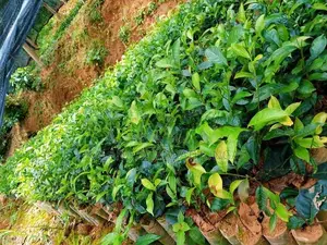 තේ පැළ | Tea Plants